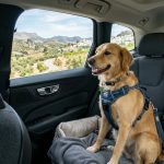 Travelling Safely with Pets This Summer